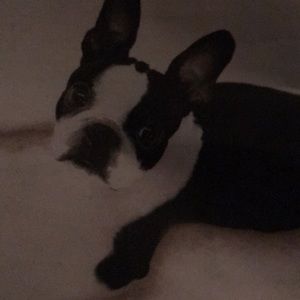 Meet your Posher, Kittykitty